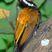 Common Flameback